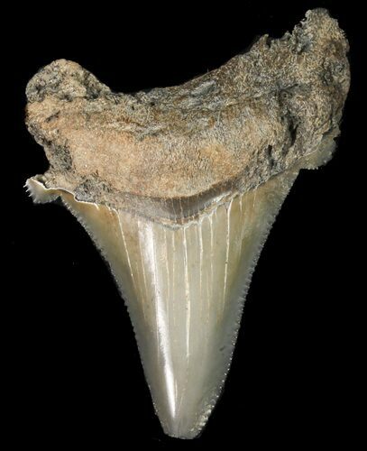 Fossil Angustidens Shark Tooth - Megalodon Ancestor #46849